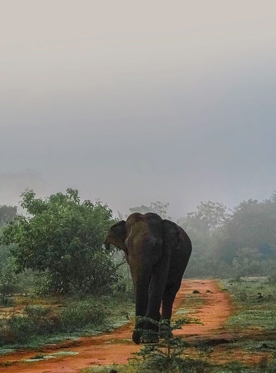 elephant-cover-photo
