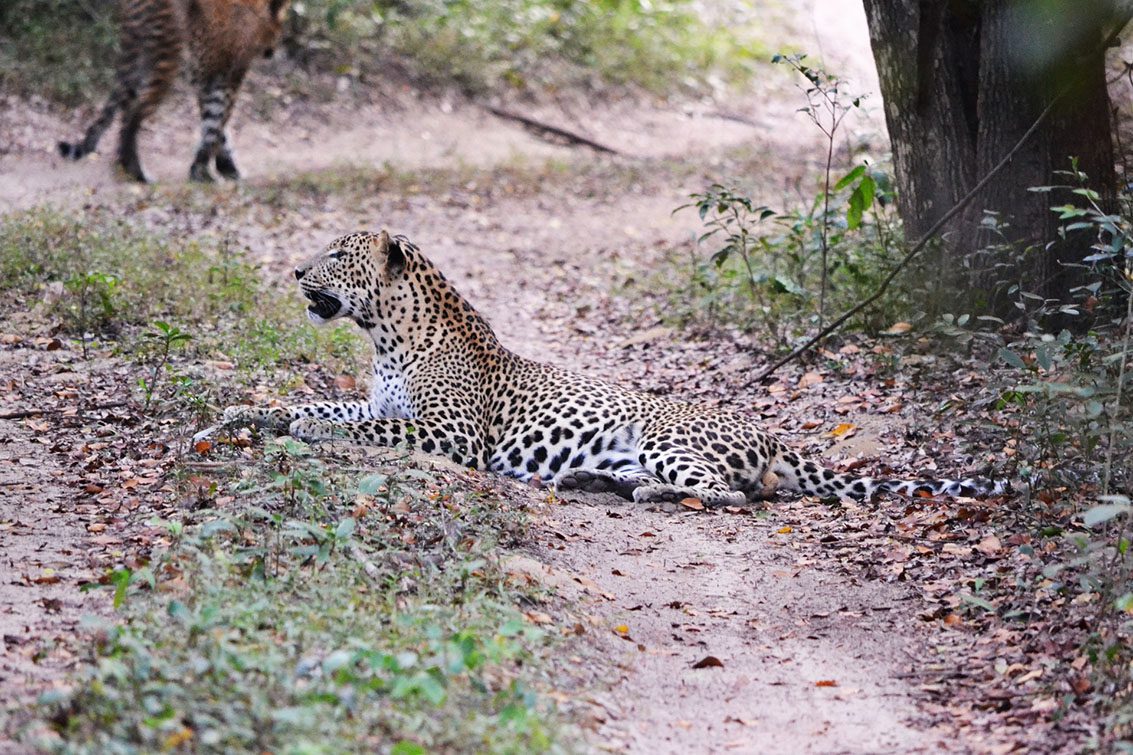 leopard-cover-photo
